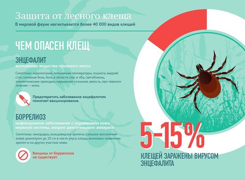 активность-клещей-в-этом-году-146.6.jpg